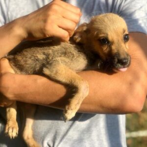 HETJA - auf PDR PS im PLZ Bezirk 56 - vermittelt