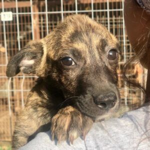 MOUSTIQUE - ausgereist zu PVA