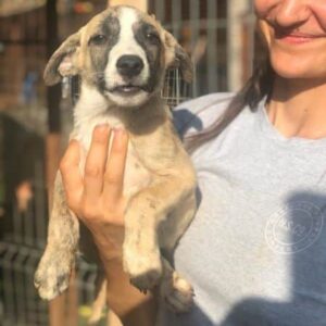 REMI - ausgereist zur Arche Noah Bidingen