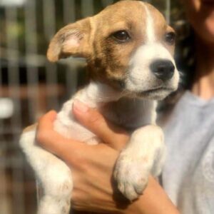 TOFTE - ausgereist zur Arche Noah Bidingen