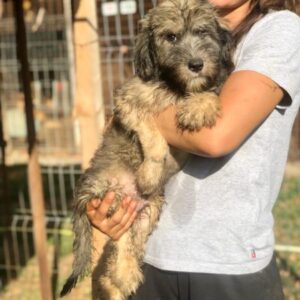 IVAROD - ausgereist zur Hundescheune Fläming