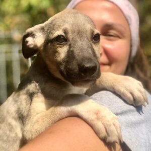 KING - ausgereist zur Arche Noah Bidingen
