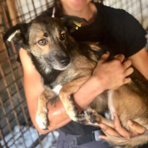 ELLA - auf PDR PS im PLZ Bezirk 58 - vermittelt