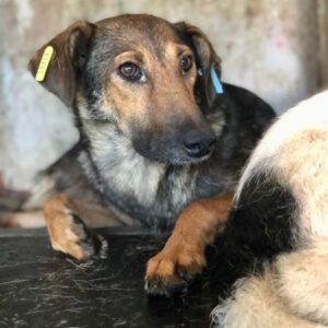 SEDINA - vermisst 11/24