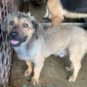 HEINRICH - vermittelt GP