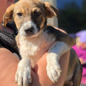 ANIKE - auf PDR PS im PLZ Bezirk 39 - vermittelt