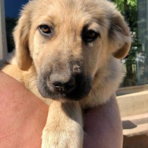 NICCI - vermittelt Manuela