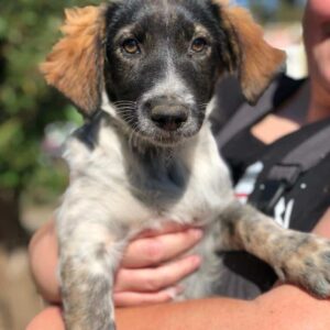 DORELA - auf PDR PS im PLZ Bezirk 21 - vermittelt