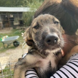 FLIP - vermittelt MD