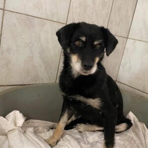 PRISCA (♀) - RBB 01/24