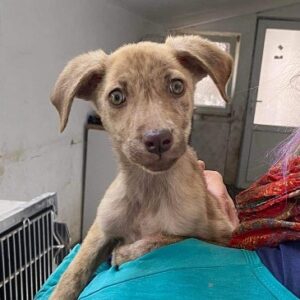 JASMIRA - ausgereist zum TH Iserlohn