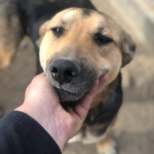 YVA (♀) - vermisst 11/2024