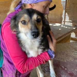 HETTY - auf PDR PS im PLZ Bezirk 24 - vermittelt