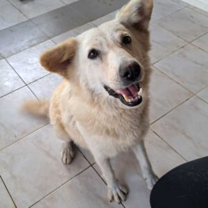 ÎNGER - auf PDR PS im PLZ Bezirk 04 - vermittelt