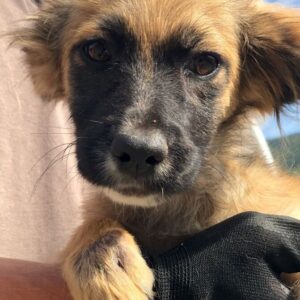 NEESA - auf PDR PS im PLZ Bezirk 21 - vermittelt