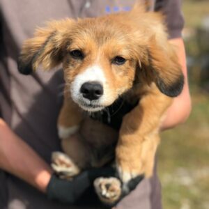 LANYELLE - vermittelt MD