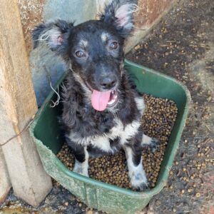 SIRA - vermittelt MD