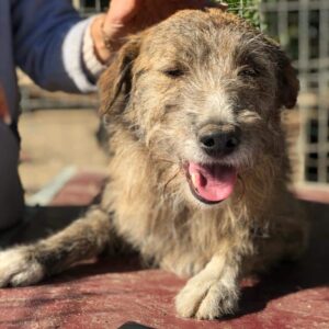 LIBERTAS - Notfall Mobbingopfer - vermittelt Betty