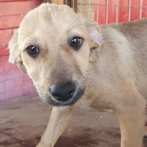 YARINA - ausgereist zu PVA