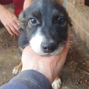 CINDI - ausgereist zum TH Gifhorn