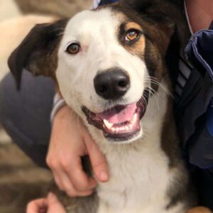 KIJAN (♂) - sehr verzweifelt