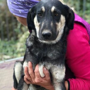 JUPP - vermisst 12/24