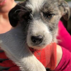 MOMELLA - vermittelt MD