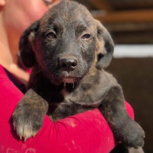 PIA - ausgereist auf PDR PS im PLZ Bezirk 66 - vermittelt