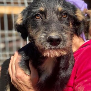 BATZI - auf PDR PS im PLZ Bezirk 83 - vermittelt