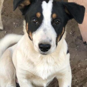 KATO - ausgereist zu PVA