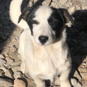 JOONY - ausgereist zu PVA