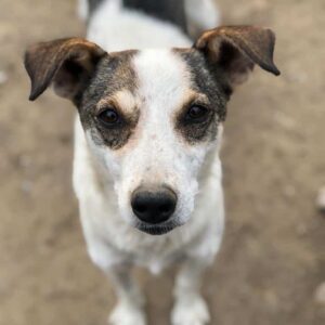 ROSANNA (♀) - ausgereist zum TH Wannigsmühle