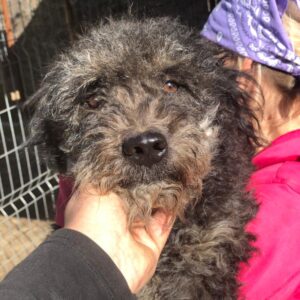 CHRISSI - vermittelt MD