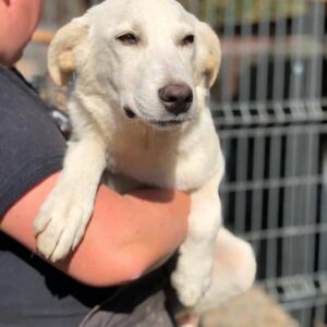 HILLEY - wurde gebissen - vermittelt JW