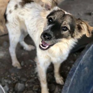 MABELLE - auf PDR PS im PLZ Bezirk 79 - vermittelt