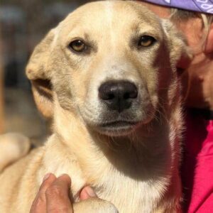 CAITLIN - auf PDR PS im PLZ Bezirk 21 - vermittelt