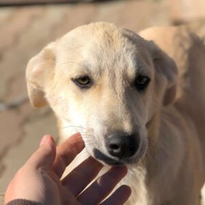 INESSA - auf PDR PS im PLZ Bezirk 50 - vermittelt