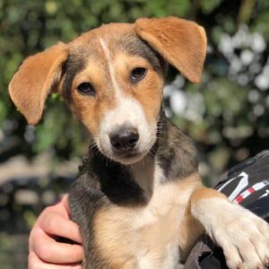 BAGGY - vermittelt LS