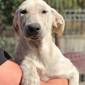 CANDYGIRL - auf PDR PS im PLZ Bezirk 49 - vermittelt