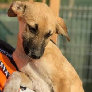 FJELL - vermittelt MD