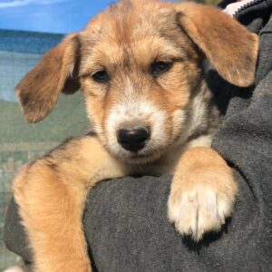 ZENSI - auf PDR PS im PLZ Bezirk 97 - vermittelt