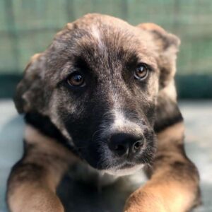 LAJA - vermittelt JW