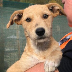 ZORA - auf PDR PS im PLZ Bezirk 61 - vermittelt