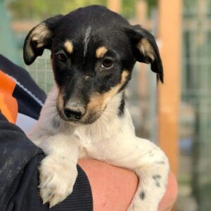 COCO - auf PDR PS im PLZ Bezirk 18 - vermittelt