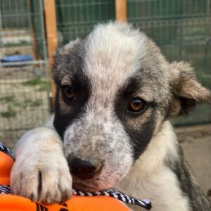 SCHLAUBI - in Rumänien vermittelt 11/23