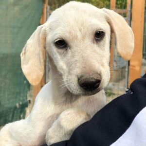 ELENOR - auf PDR PS im PLZ Bezirk 76 - vermittelt