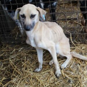 FARAA - Notfall im Shelter - jetzt auf PDR PS im PLZ Bezirk 46 - vermittelt