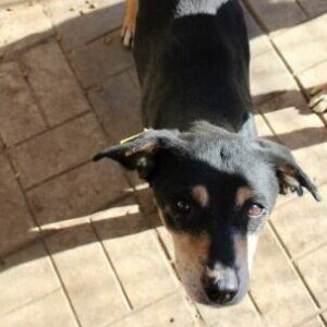 MORLIN - auf PDR PS im PLZ Bezirk 12 - vermittelt