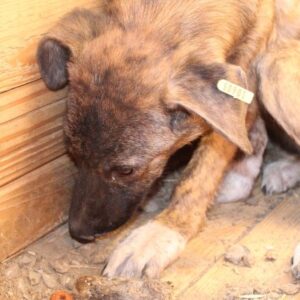 VIVIRA - Notfall im Shelter - jetzt auf PDR PS im PLZ Bezirk 16