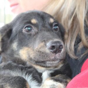 PEPE - ausgereist zu TINO